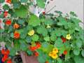 nasturtiums-lowres