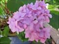 pink-hydrangea