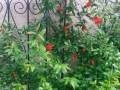 pomegranate-flowers