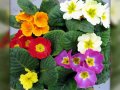 primroses