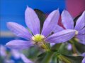 purple_fan_flower