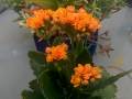 Kalanchoe-blossfeldiana