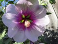 capemallow