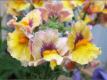 nemesia_yellow