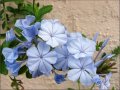 plumbago