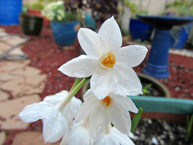 Narcissus-acinothera