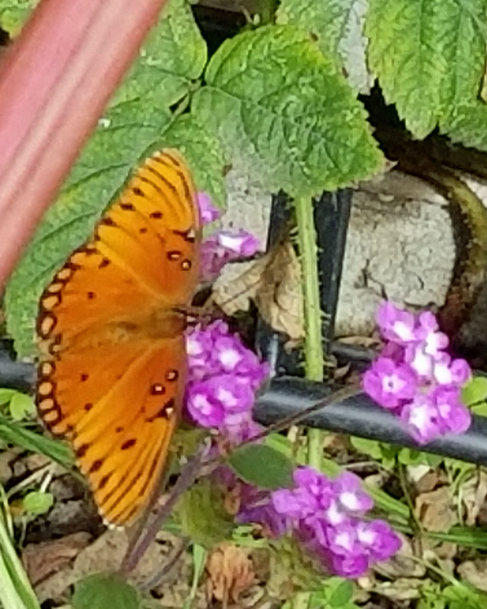 butterfly and lantana