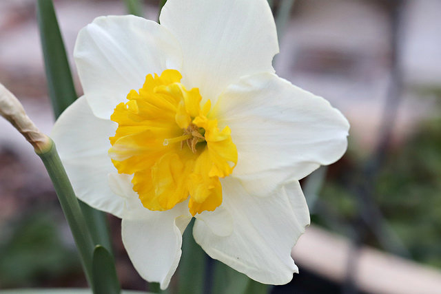 daffodil-2