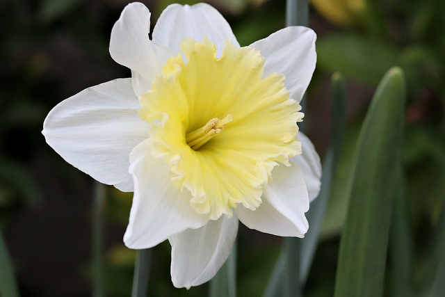 daffodil-3