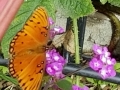 butterfly and lantana