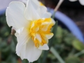 daffodil-1
