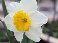 daffodil-2