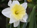 daffodil-3