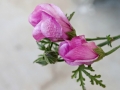 double-hibiscus