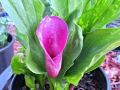 purple-calla-lily