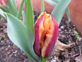 red-tulip