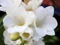 white-freesia
