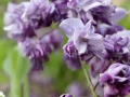 wisteria