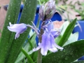 woodland-hyacinth-rain
