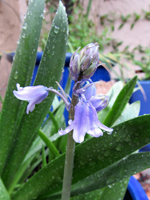 woodland-hyacinth-rain