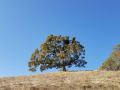 Valley Oak on hilltop