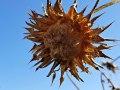 star thistle