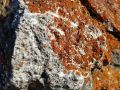 lichen