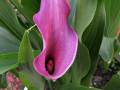 2019-june-canna-lily