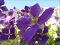 clematis1
