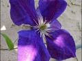 clematis2