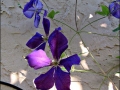 clematis3