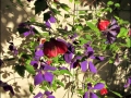 clematis4