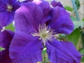 clematis6