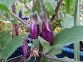fairy-tale-eggplant-web-scaled