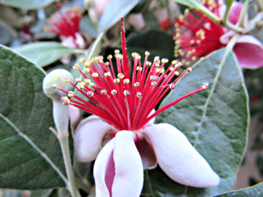 feijoa-blossom