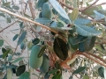 IMG_20141008_170202_feijoa_tree