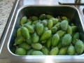 mucho-feijoa