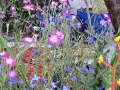 Pink Corncockles and Blue Alkanet