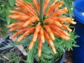 Lions paw