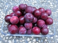Santa Rosa Plums