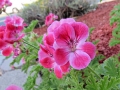 Geraniums