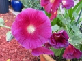 Hollyhock