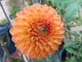 Dahlia