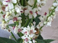 Bee and Verbascum chaixii