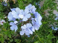 Plumbago
