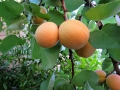 Apricots on new tree