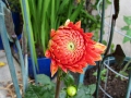 Dahlia