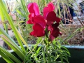 Snapdragon