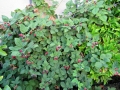 Marionberries on the vine