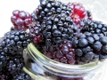 Blackberries and Marionberries